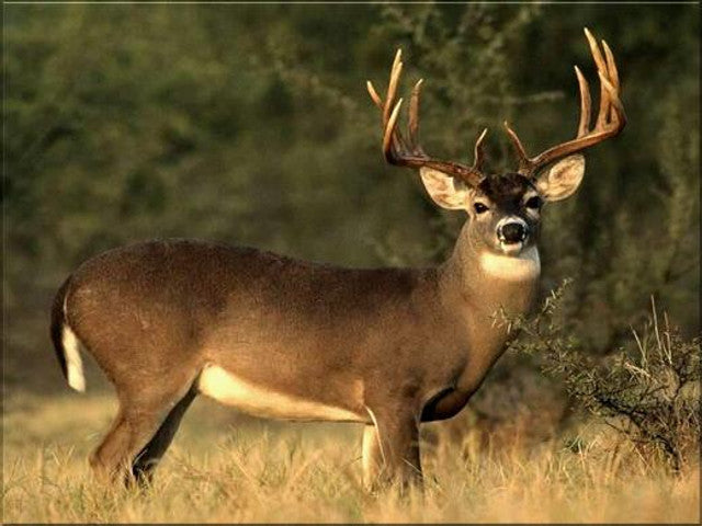 Desert Mule Deer: Plans of Action